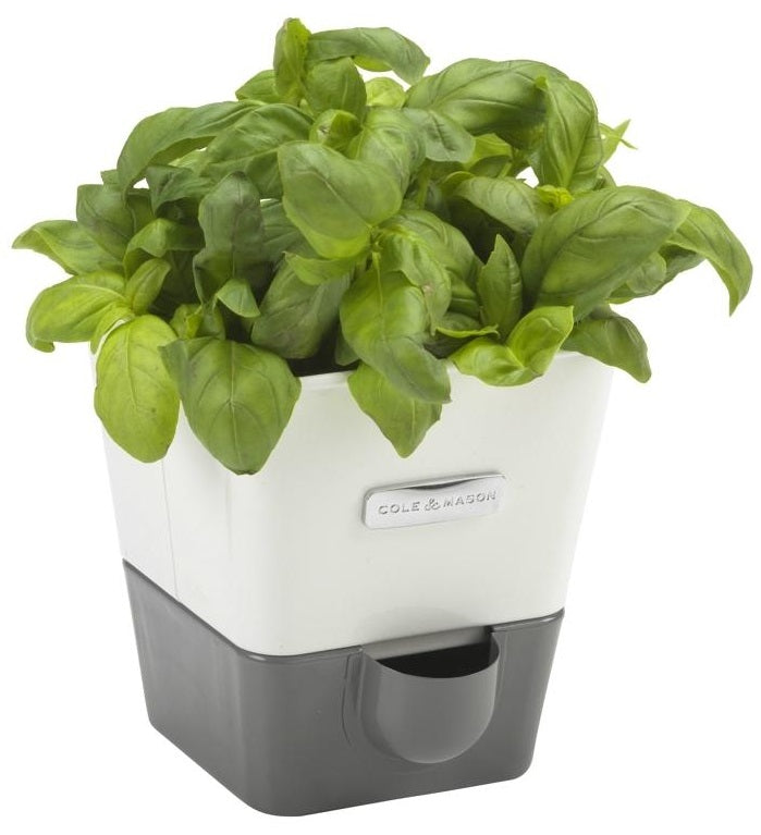 Cole &amp; Mason Self Watering Herb Keeper