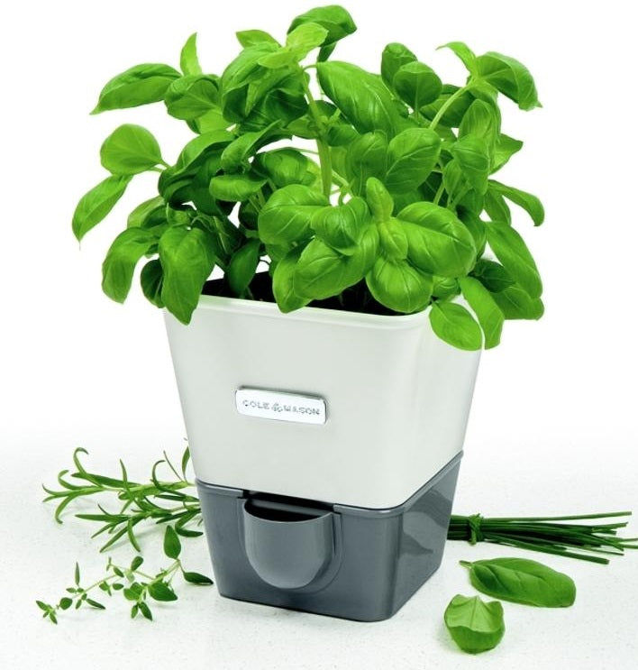 Cole & Mason Self Watering Herb Keeper